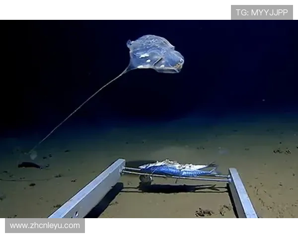 乐鱼app下载电脑版安装方法介绍，确保用户快速体验乐鱼游戏的完整功能